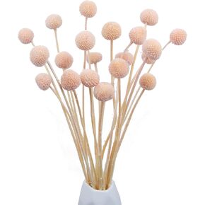 20 Pcs Dried Flowers Craspedia Billy Balls Flowers Dark Blue Billy Buttons Dried Floral Bouquet Arrangements for Wedding Home Tall Vase Boho Decor