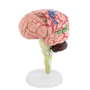 Akozon Disassembled Human Brain Model 4D Human Brain Structure Anatomy Medical Teaching Learning Tool