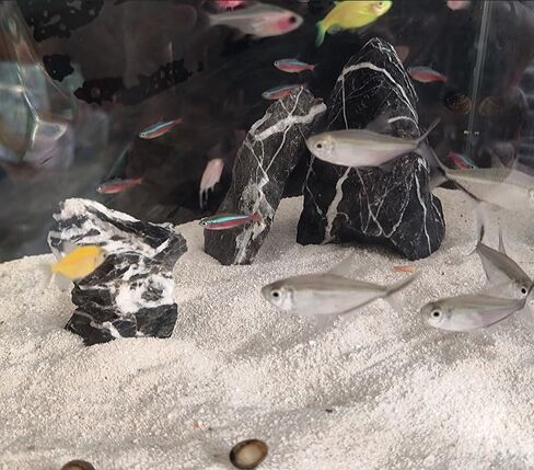 Carefully Selected Small Acid Wash Seiryu Stones,Boutique Seiryu Stones, PH Neutral Decorative Aquarium Rocks, seiryu Stone Aquarium Rock (1-2inch 20pcs) in Saudi Arabia