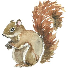 Amoda Lovely Cute Squirrel Animal 3D Vinyl Wall Stickers Removable Wall Decals Art Decorations Windows Decor for Nursery Kids Bedroom Playroom Living Room Murals in Saudi Arabia