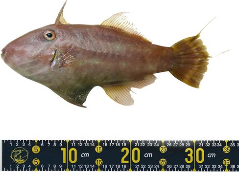 PATIKIL Adhesive Fish Ruler, 53 Inch Fish Measure Tape Sticker Tape Waterproof for Fishing Boat Kayak Workbench, Yellow in Saudi Arabia