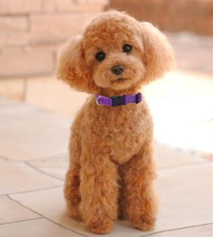 Dog Collar with Bowtie Soft Velvet Material with Quick Release Buckle for small dogs (Black, S) in Saudi Arabia