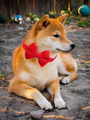 Dog Collar with Bowtie Soft Velvet Material with Quick Release Buckle for small dogs (Black, S) in Saudi Arabia