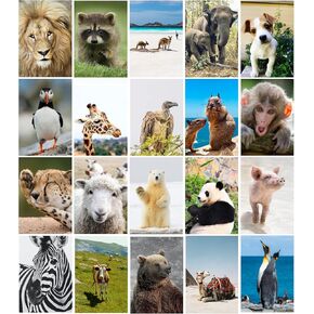 20 Blank Greeting Cards with Nature and Natural Themed Photos with Envelopes! (Wonderful Animals)