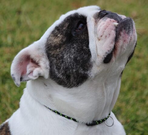 طوق تعريف الكلاب من حبل الجبال من National Leash - أضواء شمالية - متوسط ​​(14 بوصة - 20 بوصة) خفيف جدًا in Kuwait