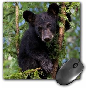 3drose USA, Minnesota, Sandstone Black Bear Cub in A Tree - Mouse Pad, 8" x 8"