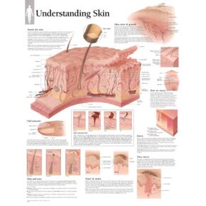 Understanding Skin chart: Laminated Wall Chart