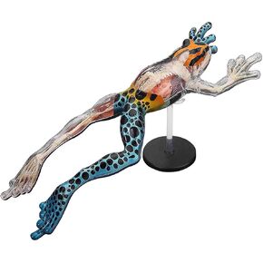 4D Vision Poison Dart Frog Anatomy Model - Medical Quality Collectible with Fully Detachable Organs and Body Parts
