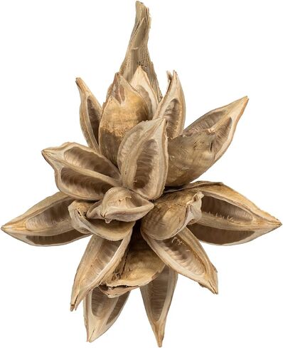 Vickerman 6 "قرنة نجمة مبيضة - زهور نباتية مجففة - قرنة نجمة - زهور نباتية مجففة - زهور صناعية لترتيب الزهور - نباتات مجففة مزخرفة in Saudi Arabia