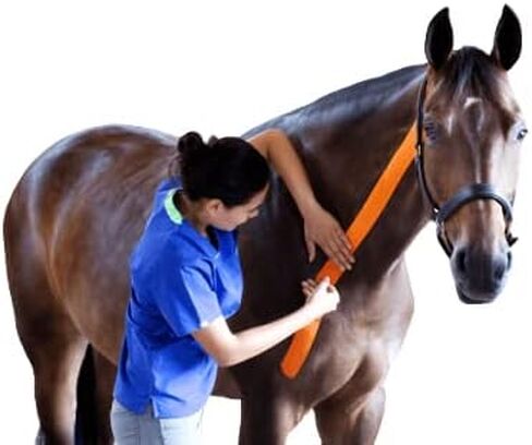 شريط VetkinTape® لعلم الحركة البيطرية باللون الأسود | شريط علم الحركة للخيول والكلاب | شريط كينيسيوتاب للخيول والكلاب | شريط Ktape خالٍ من اللاتكس ومعتمد بعلامة الجودة TÜV | 2.4 بوصة | عبوة من 1 رول in Kuwait