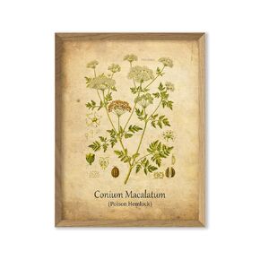 Poison Hemlock Plant Print Poisonous Antique Botanical Wall Decor Medicinal Plant Wall Art 8x10 inc. Unframed Print