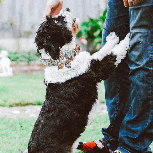 Lionheart glory Premium Dog Collars, Dog Collar with Flower Heavy Duty Adjustable Halloween Dog Collar with Flower for Small Dogs in Saudi Arabia