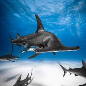 Siwacline Bahamas 14 5D Diamond Painting Kits, Great Hammerhead Caribbean Reef Shark Escorts Painting Arts Craft Canvas Full Drill Cross Stitch, 12x12 Inch