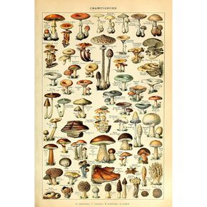 Meishe Art Vintage Poster Print Mushrooms Champignons Identification Reference Chart Diagram Illustration Botanical Educational Wall Decor