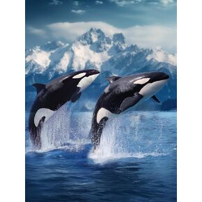 Diamond Art Painting Killer Whale Orca Blue Ocean Theme Pair Leaping Wildlife Kit for Adults Diamond Art Painting by Number Kits Gem Art Wall Home Decor(Canvas 11.8 x15.8inch)