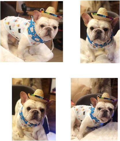 Dog Cooling Bandana, Stock Show Pet Dog Adjustable Ice Chill Out Collar Scarf with 4 Ice Packs for Summer (Blue Bulldog) in Saudi Arabia