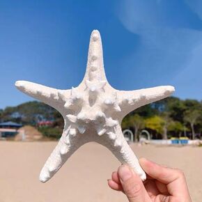 Large starfish, 5-6inch/13-15cm, natural real starfish, starfish decor, star fish shells decorations Flat Sea Stars for beach Crafts, Wedding Ocean Themed Home Accent Decor
