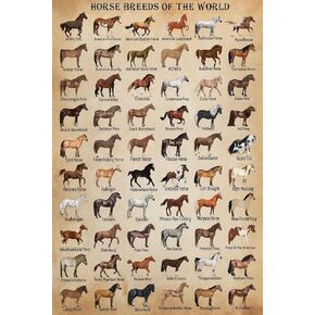 Horse Knowledge Metal Tin Sign Horse Breeds Of The World Retro Poster School Education Country Farm Cafe Living Room Bathroom Kitchen Home Art Wall Decoration Plaque Gift
