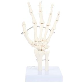 Skeletal Hand with Wrist, Ulna, and Radius, Fully Articulated Flexible Hand Skeleton is Secured with Wire to Demonstrate Movement, Includes Base for Demonstration and Study, Made by Axis Scientific