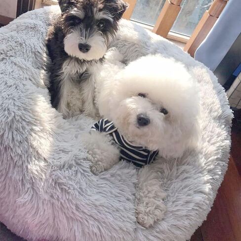 Cat Beds for Indoor Cats, 15 inches Small Dog Bed Calming Plush Cat Bed Fluffy Round Dog Bed Donut Dog Bed Soft Puppy Pet Bed Cat Beds Kitten Beds for Indoor Kittens (Grey) in Saudi Arabia