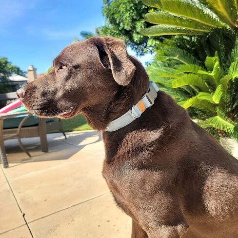 Sam and Maui Linen Blend Dog Collar, Green Tea S in Saudi Arabia