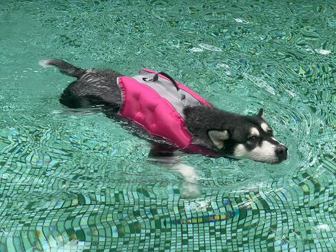 سترة نجاة للكلاب، سترة نجاة قابلة للنفخ للكلاب، سترة عائمة قابلة للتعديل، سترة نجاة عالية التعويم، سترة عائمة للكلاب للسباحة (وردي، صغير) in Kuwait