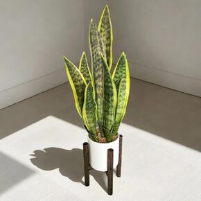 GreenBoxx Artificial Snake Plant Pot, 27" Portable Faux Potted Air-Purifying Indoor Plant | Home Décor Window Wedding Décor Arrangement Garden Ceramic Pot & Stand Included (White Pot, Green-Black)