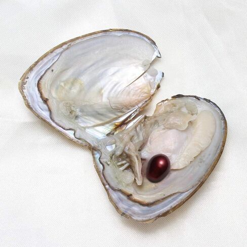 Freshwater Oysters with Pearl Inside Pure and Lucky Mixed Five Colors Rice Shape Pearls 50PC (7-8mm) in Saudi Arabia