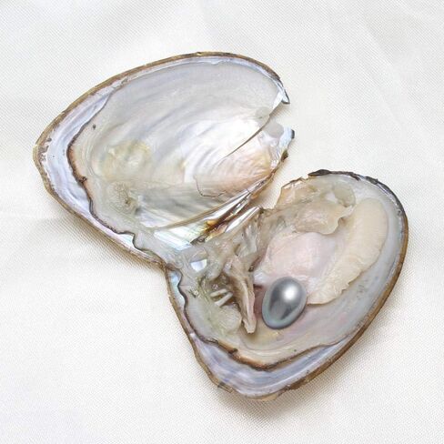 Freshwater Oysters with Pearl Inside Pure and Lucky Mixed Five Colors Rice Shape Pearls 50PC (7-8mm) in Saudi Arabia