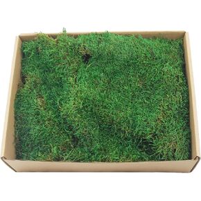 ورقة الطحالب المحفوظة للنباتات بوعاء النباتات المجففة الطبيعية المحفوظة بساط الطحالب الخضراء 3.5 أوقية أوراق الطحالب للمزارعين الحرف اليدوية ديكور الغابات حديقة ديكورات الحفلات جدار الفن DIY مشروع أخضر فاتح in Kuwait