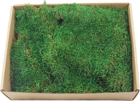 ورقة الطحالب المحفوظة للنباتات بوعاء النباتات المجففة الطبيعية المحفوظة بساط الطحالب الخضراء 3.5 أوقية أوراق الطحالب للمزارعين الحرف اليدوية ديكور الغابات حديقة ديكورات الحفلات جدار الفن DIY مشروع أخضر فاتح in Kuwait