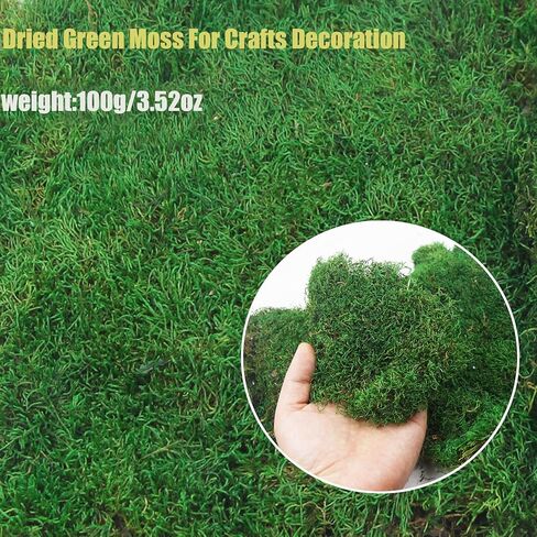 ورقة الطحالب المحفوظة للنباتات بوعاء النباتات المجففة الطبيعية المحفوظة بساط الطحالب الخضراء 3.5 أوقية أوراق الطحالب للمزارعين الحرف اليدوية ديكور الغابات حديقة ديكورات الحفلات جدار الفن DIY مشروع أخضر فاتح in Kuwait