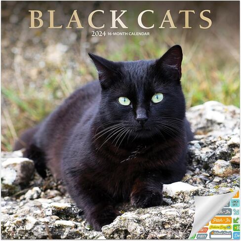 تقويم القطط السوداء 2024 - حزمة تقويم حائط القطط السوداء الفاخرة 2024 مع أكثر من 100 ملصق تقويم (هدايا القطط السوداء، لوازم المكتب) in Kuwait