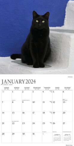 تقويم القطط السوداء 2024 - حزمة تقويم حائط القطط السوداء الفاخرة 2024 مع أكثر من 100 ملصق تقويم (هدايا القطط السوداء، لوازم المكتب) in Kuwait