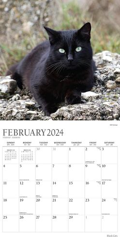 تقويم القطط السوداء 2024 - حزمة تقويم حائط القطط السوداء الفاخرة 2024 مع أكثر من 100 ملصق تقويم (هدايا القطط السوداء، لوازم المكتب) in Kuwait