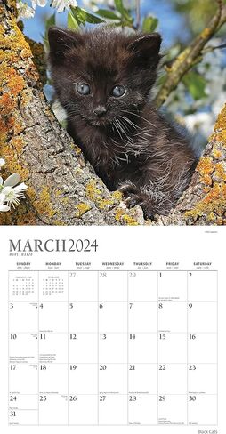تقويم القطط السوداء 2024 - حزمة تقويم حائط القطط السوداء الفاخرة 2024 مع أكثر من 100 ملصق تقويم (هدايا القطط السوداء، لوازم المكتب) in Kuwait