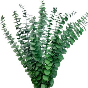 Kocat 20PCS Luxurious Burgundy Eucalyptus Stems – Real, Dried, Preserved Eucalyptus – Perfect for Vases, Wreaths, Floral Stems – Emanate Autumn Warmth with Brown, Red, Orange Hues