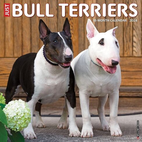 Willow Creek Press Bull Terriers Monthly 2024 Wall Calendar (12" x 12") in Saudi Arabia