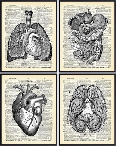 Heart, Lungs, Brain, Intestine Anatomy Organs - Upcycled Dictionary Wall Art Prints for Medical Clinic, Office - 8x10 Vintage Steampunk Goth Decor Set - Gift for Doctor, Nurse, Med School, Student in Saudi Arabia