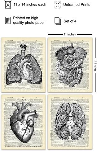 Heart, Lungs, Brain, Intestine Anatomy Organs - Upcycled Dictionary Wall Art Prints for Medical Clinic, Office - 8x10 Vintage Steampunk Goth Decor Set - Gift for Doctor, Nurse, Med School, Student in Saudi Arabia