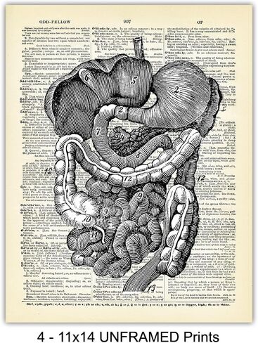 Heart, Lungs, Brain, Intestine Anatomy Organs - Upcycled Dictionary Wall Art Prints for Medical Clinic, Office - 8x10 Vintage Steampunk Goth Decor Set - Gift for Doctor, Nurse, Med School, Student in Saudi Arabia