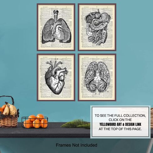 Heart, Lungs, Brain, Intestine Anatomy Organs - Upcycled Dictionary Wall Art Prints for Medical Clinic, Office - 8x10 Vintage Steampunk Goth Decor Set - Gift for Doctor, Nurse, Med School, Student in Saudi Arabia