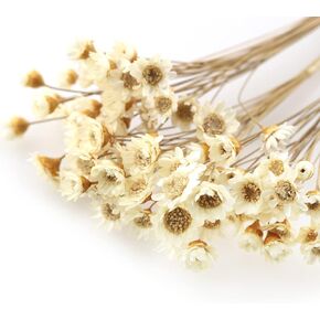 Dried Flowers TAODAN 90 Stems Natural Dry Flowers White Brazilian Small Star Daisy Mini Daisy Flower Bouquet