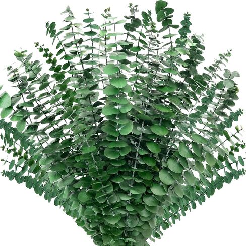 Kocat 20PCS Luxurious Burgundy Eucalyptus Stems – Real, Dried, Preserved Eucalyptus – Perfect for Vases, Wreaths, Floral Stems – Emanate Autumn Warmth with Brown, Red, Orange Hues in Saudi Arabia