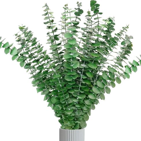 Kocat 20PCS Luxurious Burgundy Eucalyptus Stems – Real, Dried, Preserved Eucalyptus – Perfect for Vases, Wreaths, Floral Stems – Emanate Autumn Warmth with Brown, Red, Orange Hues in Saudi Arabia