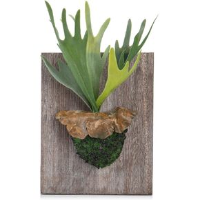 Artificial Plant Wall Decor Realistic Fake Wall Hanging Plants with Wooden Board Moss Faux Staghorn Fern Wall Plants Artificial Decor for Home Farmhouse Bedroom Bathroom Living Room Indoor Art