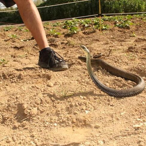 مزحة الأفعى مع مشبك سلسلة، مزحة ثعبان الجولف، مزحة ثعبان للجولف، مشبك على مزحة الأفعى، مزحة ثعبان الجولف DIY مع خيط ومشبك، مزحة ثعبان على سلسلة، مزحة ثعبان مطاطية (قطعة واحدة) in Saudi Arabia