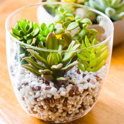 4.7 x 5 Inch Faux Succulent, 1 Realistic Artificial Succulent - In Incline Edge Glass Terrarium, Use As Table Decor, Shelf Decor, Or Centerpiece, Plastic Fake Desk Plant, For Homes Or Weddings in Saudi Arabia