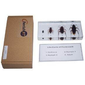Taxidermy Cockroach, Life Cycle of Real Cockroach Specimen Animal Specimens in Resin for Science Classroom Cockroach Science Education