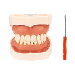 Typodont Teeth Model with Removable Teeth,Dental Tooth Model Suitable for Teaching, Practice and Study, with a Small Screwdriver. (32 Teeth)